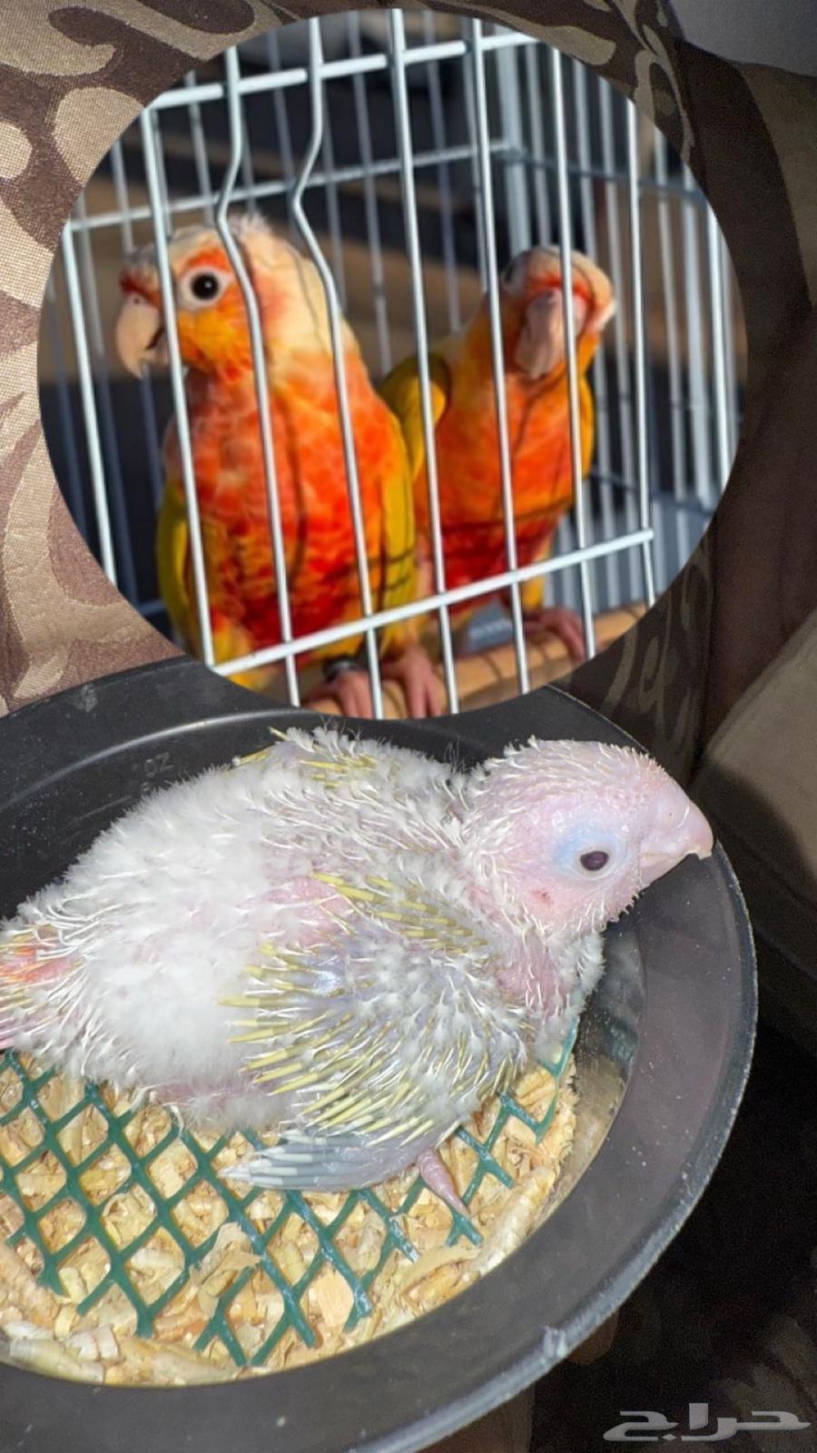 تم البيع فرخ كنيور صن شيك ريد فاكتور64418784306947112