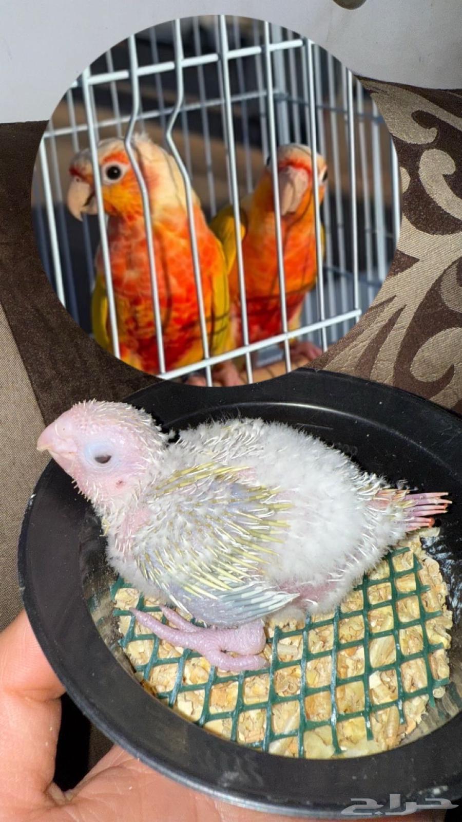 تم البيع فرخ كنيور صن شيك ريد فاكتور64418784306947113