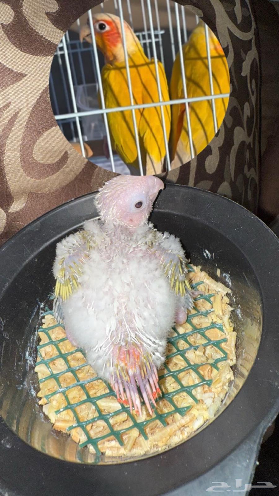 تم البيع فرخ كنيور صن شيك ريد فاكتور64418784306947111