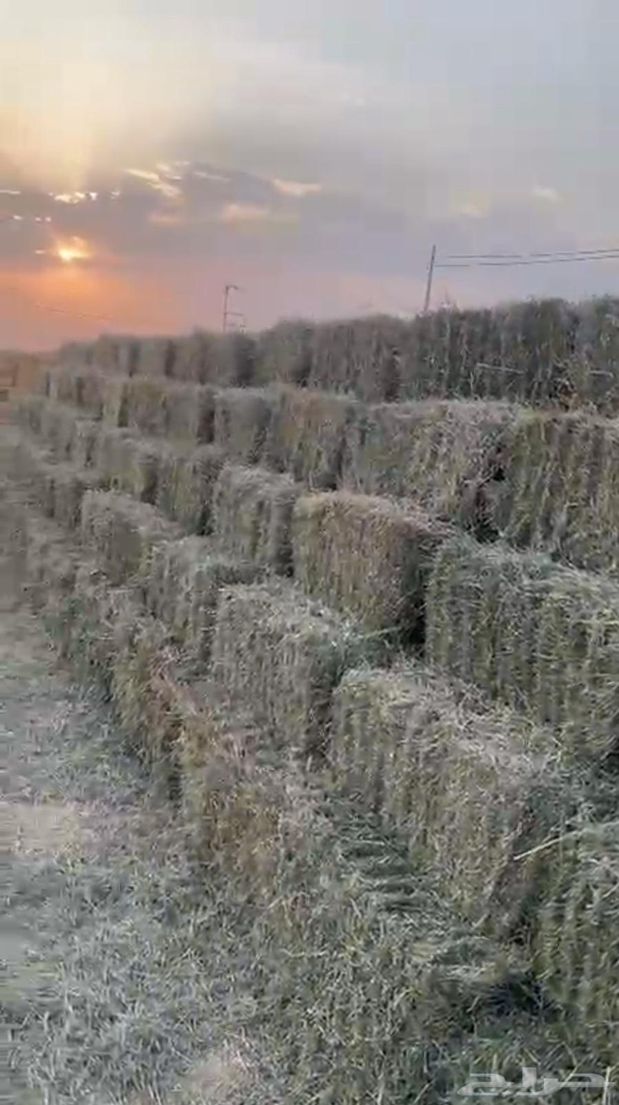 بلوبنك حصاد جديد ورق ناعم64568934146561110