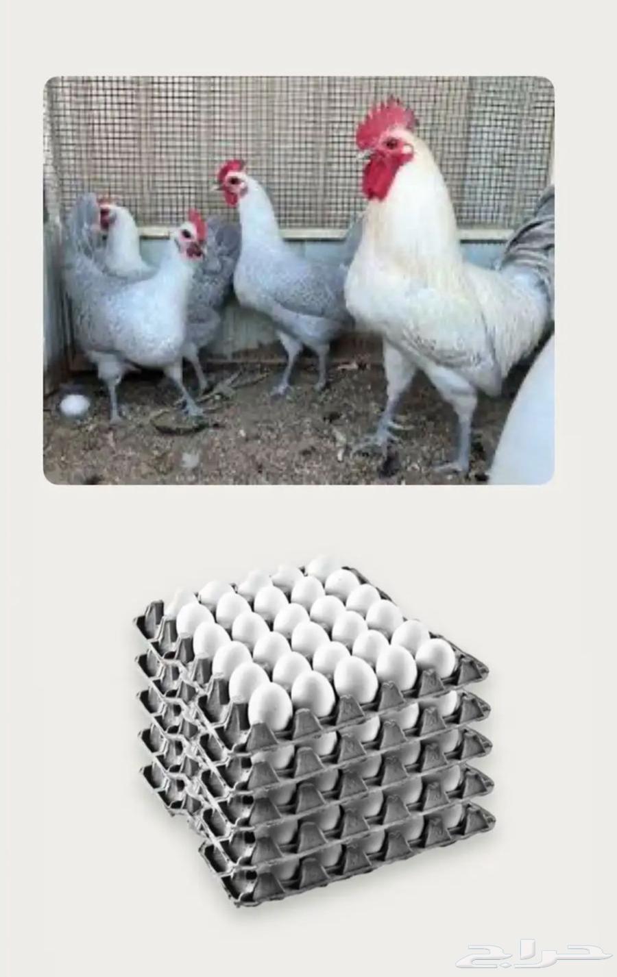 للبيع دجاج فيومي64563909619970110