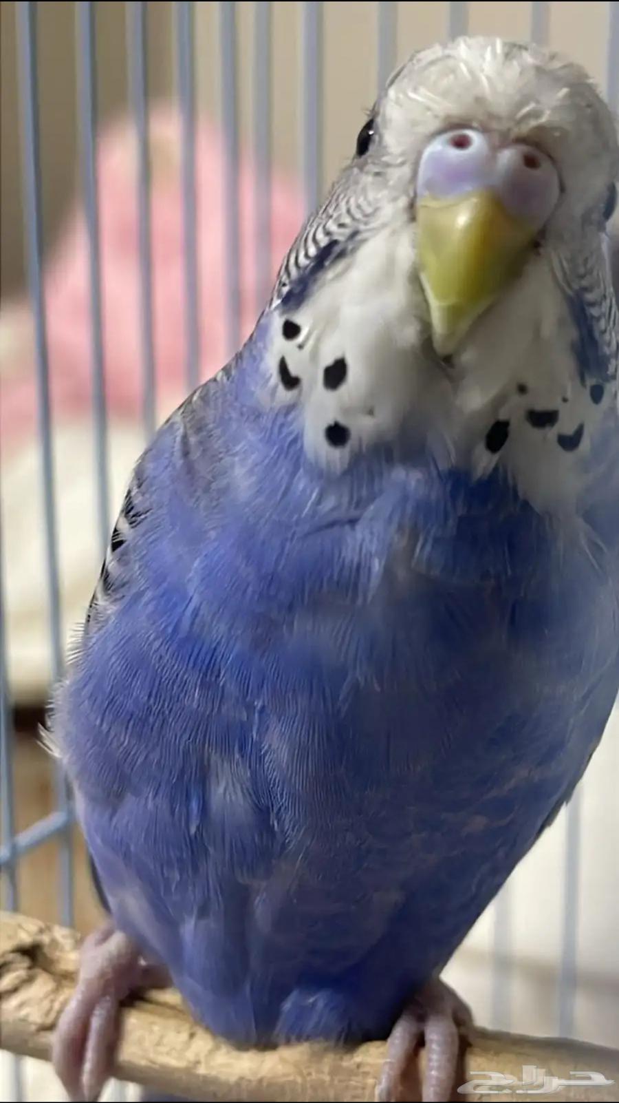 للبيع طيور البادجي64563799111042110