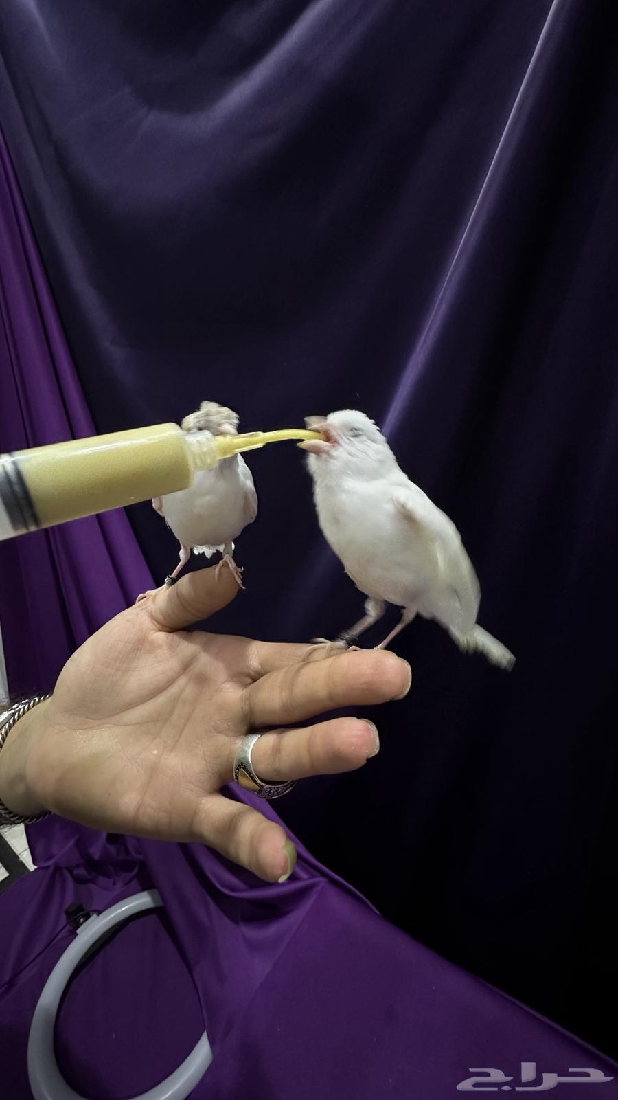 كناري غر مفتل باريسي ملفوف64568879682177112