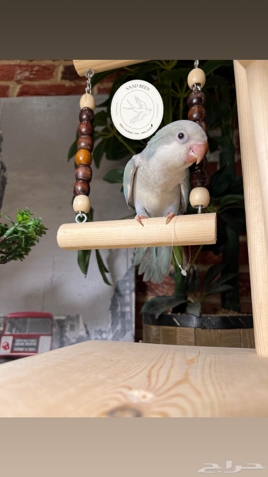 ببغاء كويكر هدد64564462513921111