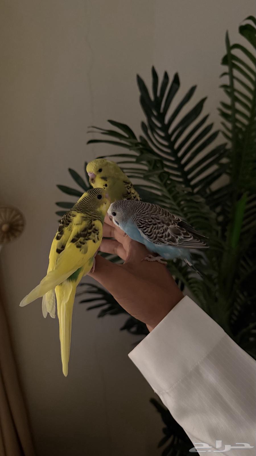 طيور بادجي و روز ( اليفه )64563785150721113