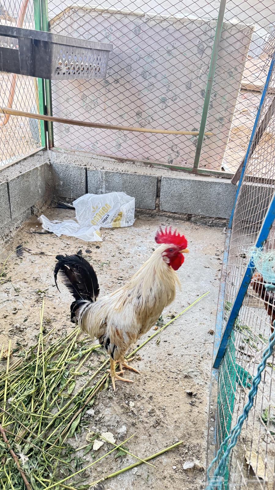 دجاج بلدي64564129589123114