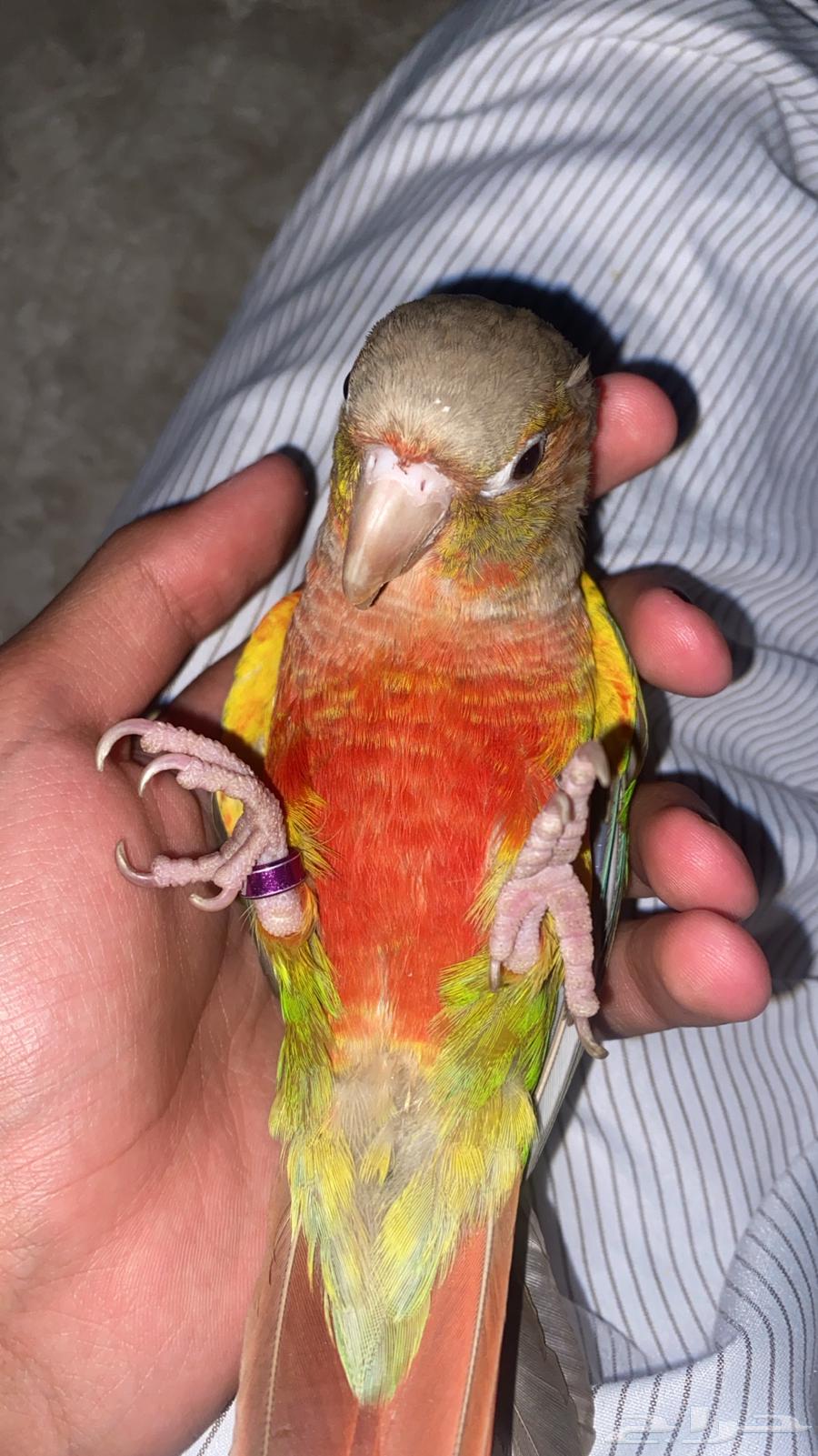 كنيور أناناسي هادئ وأليف للبيع(على السوم)64567600563330111