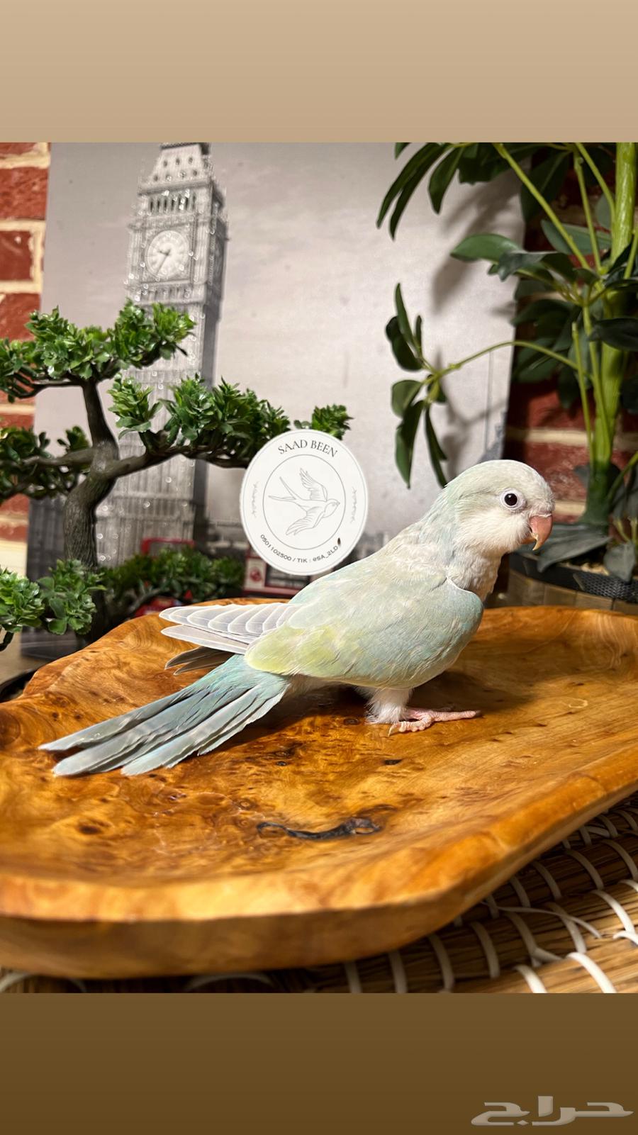 ببغاء كويكر هدد64564462513921114