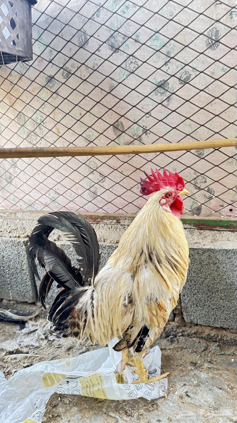 دجاج بلدي64564129589123110