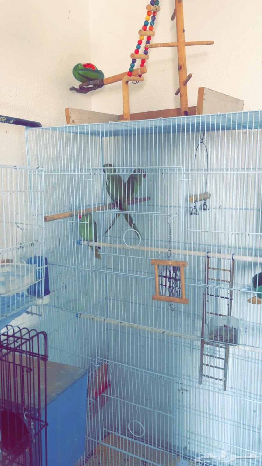 زوج كروان العمر 4 شهور64567794972547113