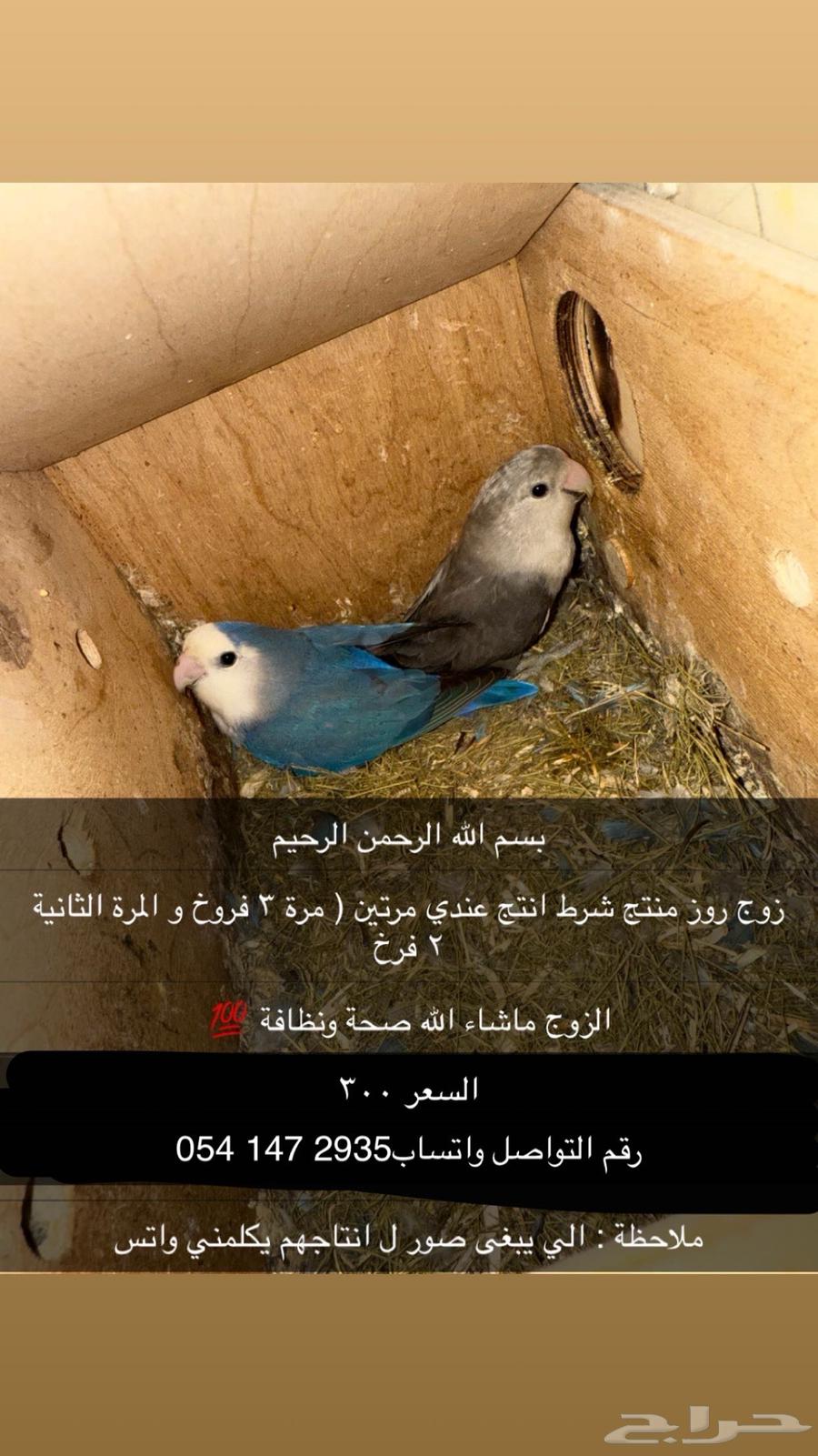 طيور روز للبيع64566147942019110