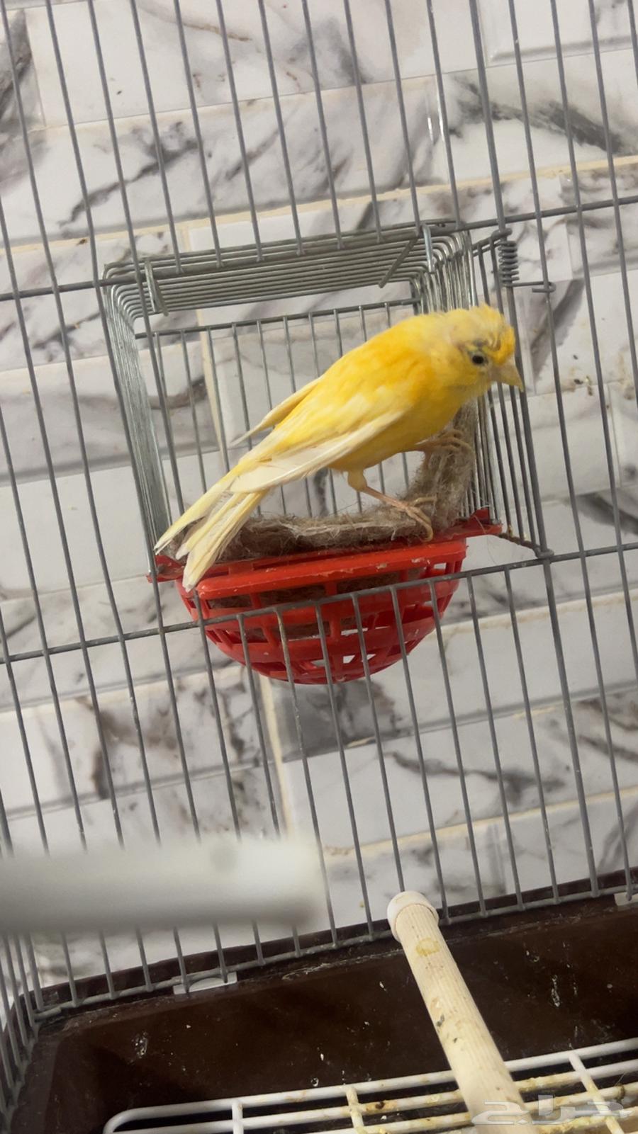 للبيع انثى كناري سوري منتجه الي توقف عليه سومه نصيبه64563577888257111