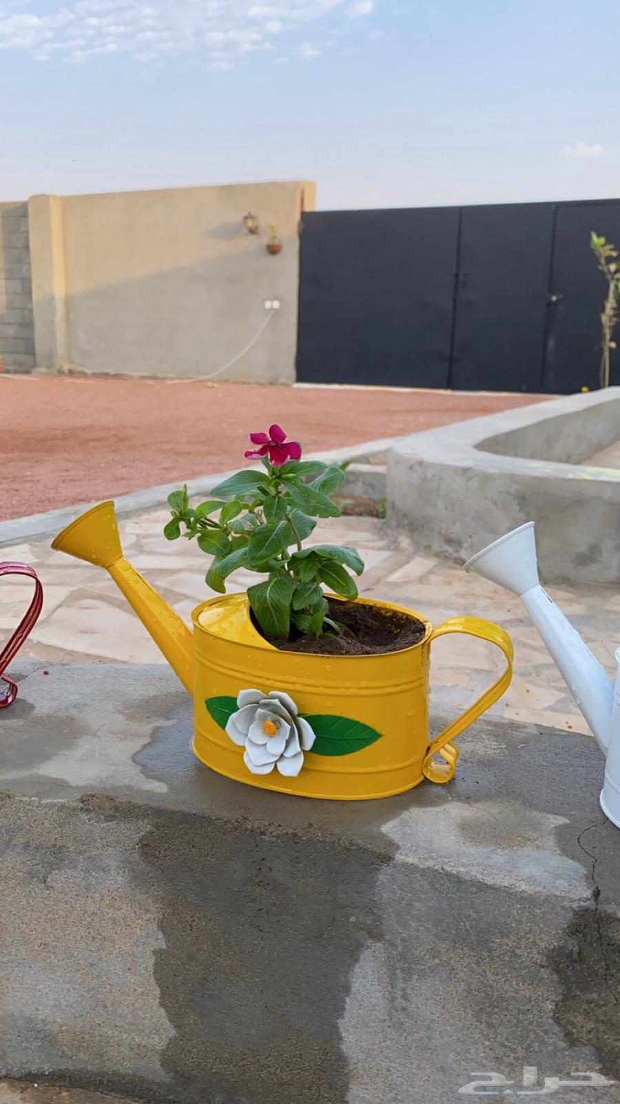 ورد بأصيص مميز64569848775299111