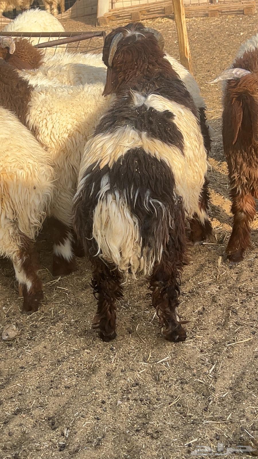 طليان نعيم64569481477761112