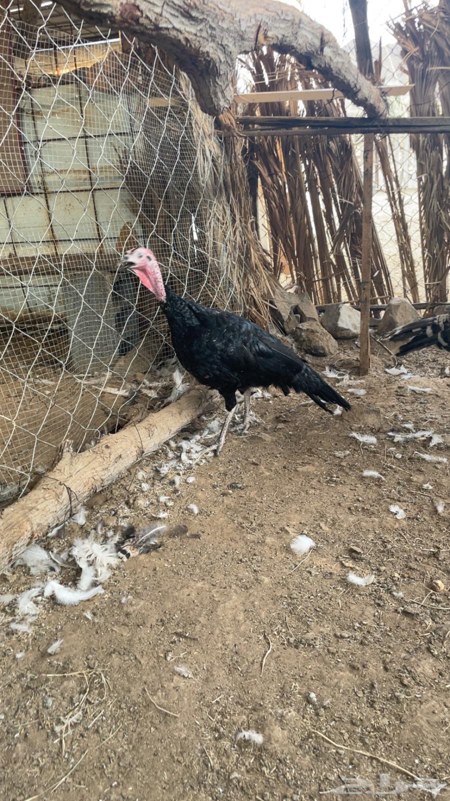 تم البيع الحمدلله الله يبارك له يارب64567420479105111