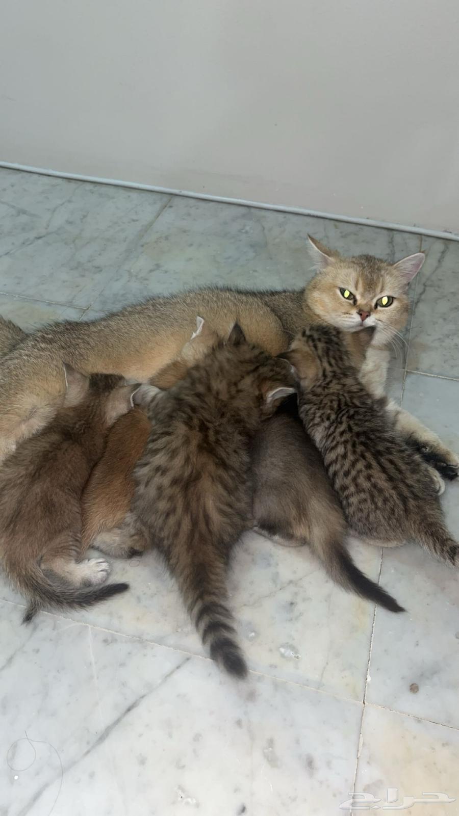 Scottish (Street) Cats64569083475970110