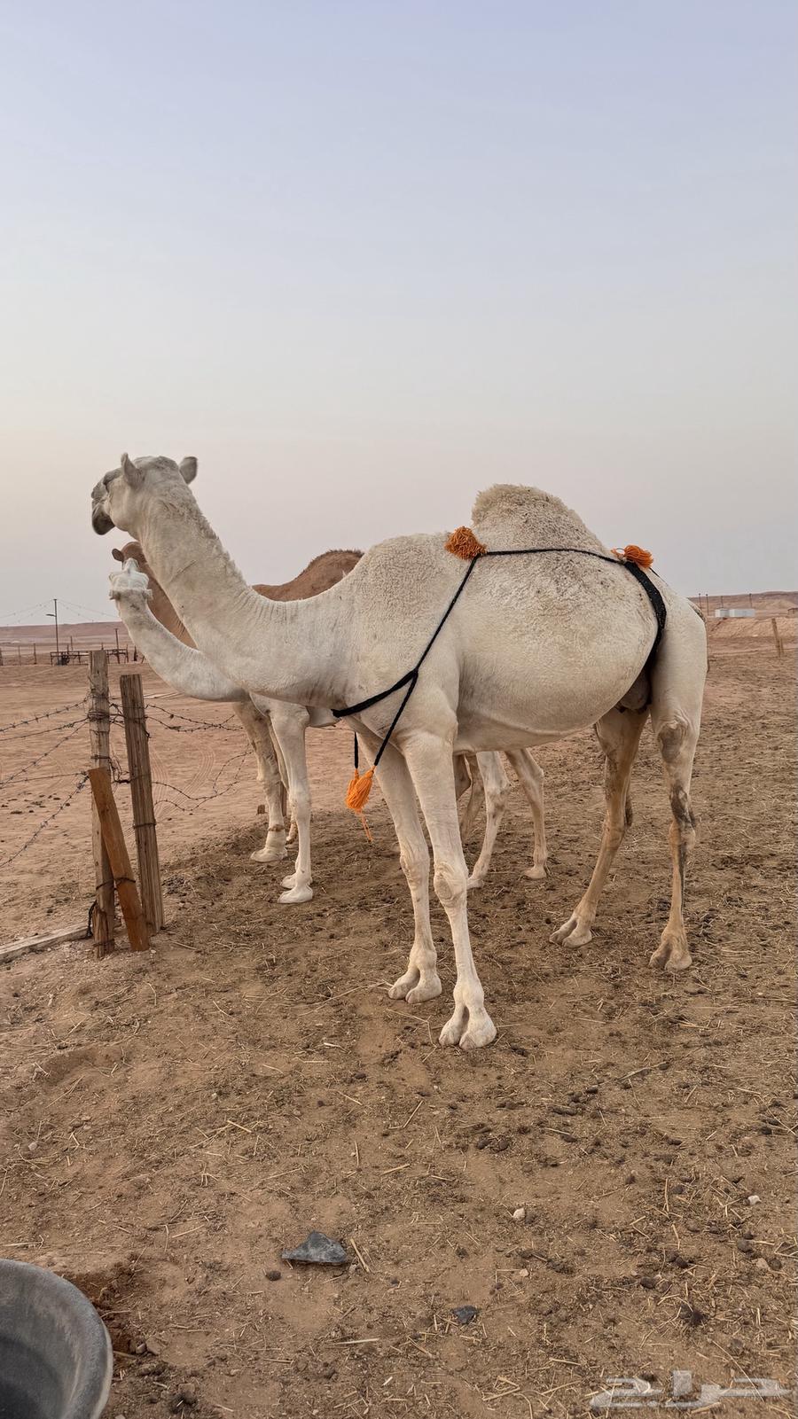 ناقة واضحةاعشر تحتها قعود للبيع السوم وصل 20 00064570012362497113