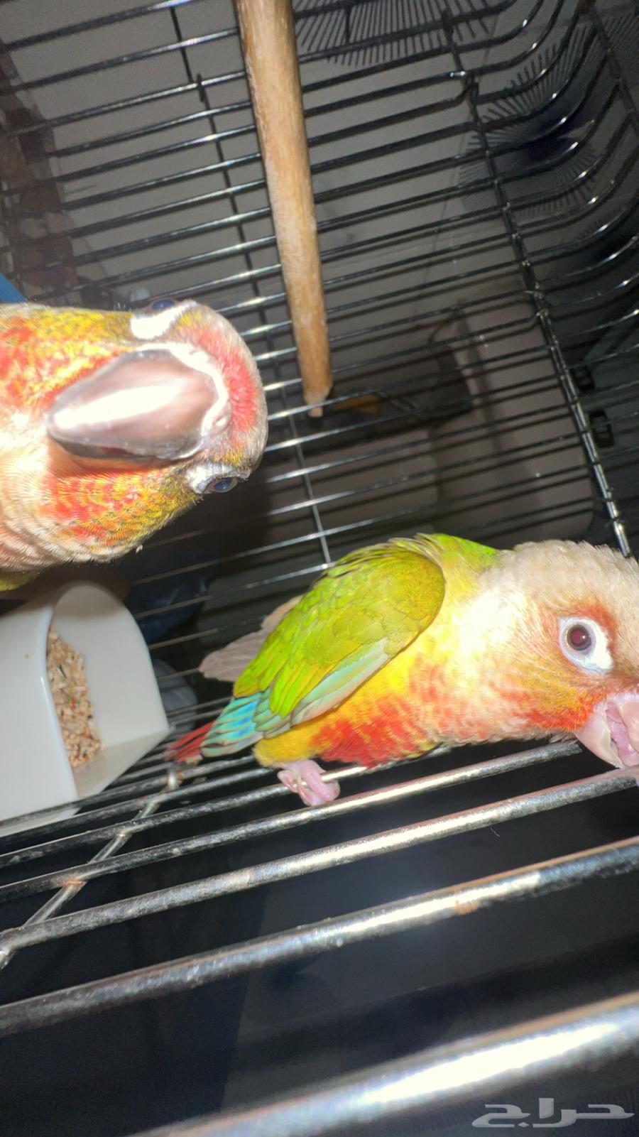 عصفورين كونيور64530036917249111