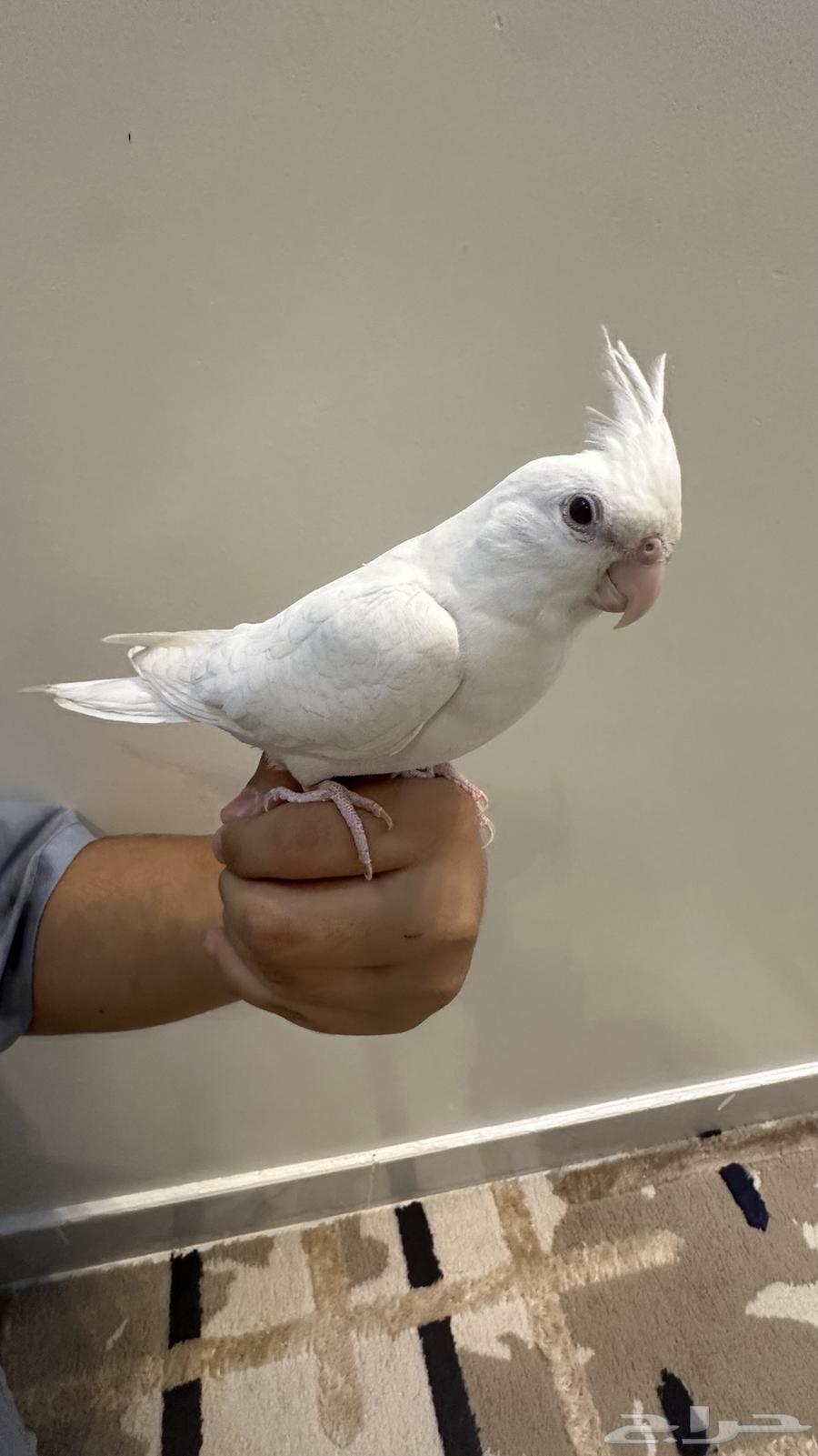 كروان هدد خارجي وداخلي متكلم ومفطوم للبيع64562852665986114