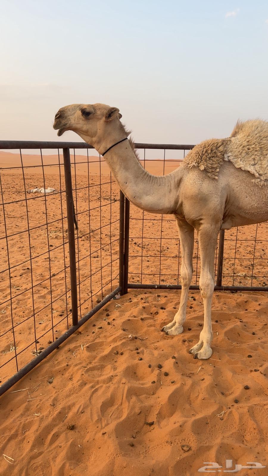 للبيع قعود رماني فحل64564351498114110