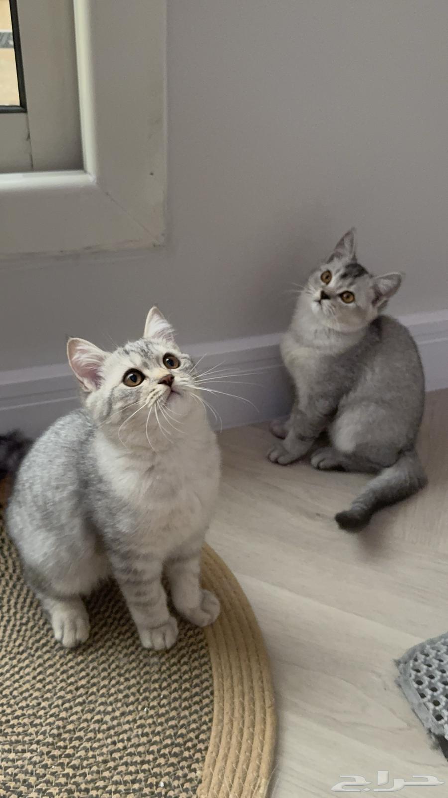 قطط سكوتش فاخرة للبيع64566769534339112