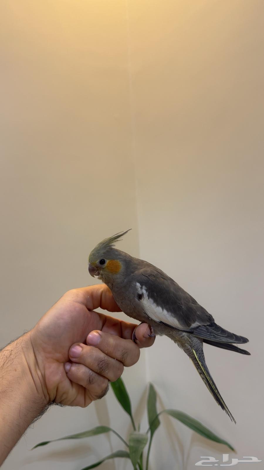 كروان هولندي انثى ( يوجد تابي وتمارا )64565075402625110