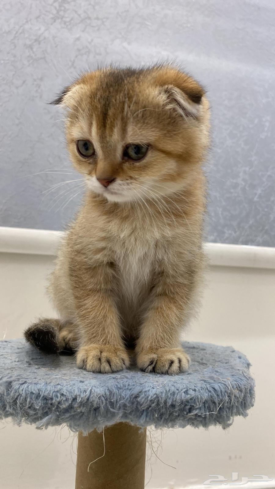 كتن سكوتش دبل فولد64565312083969111