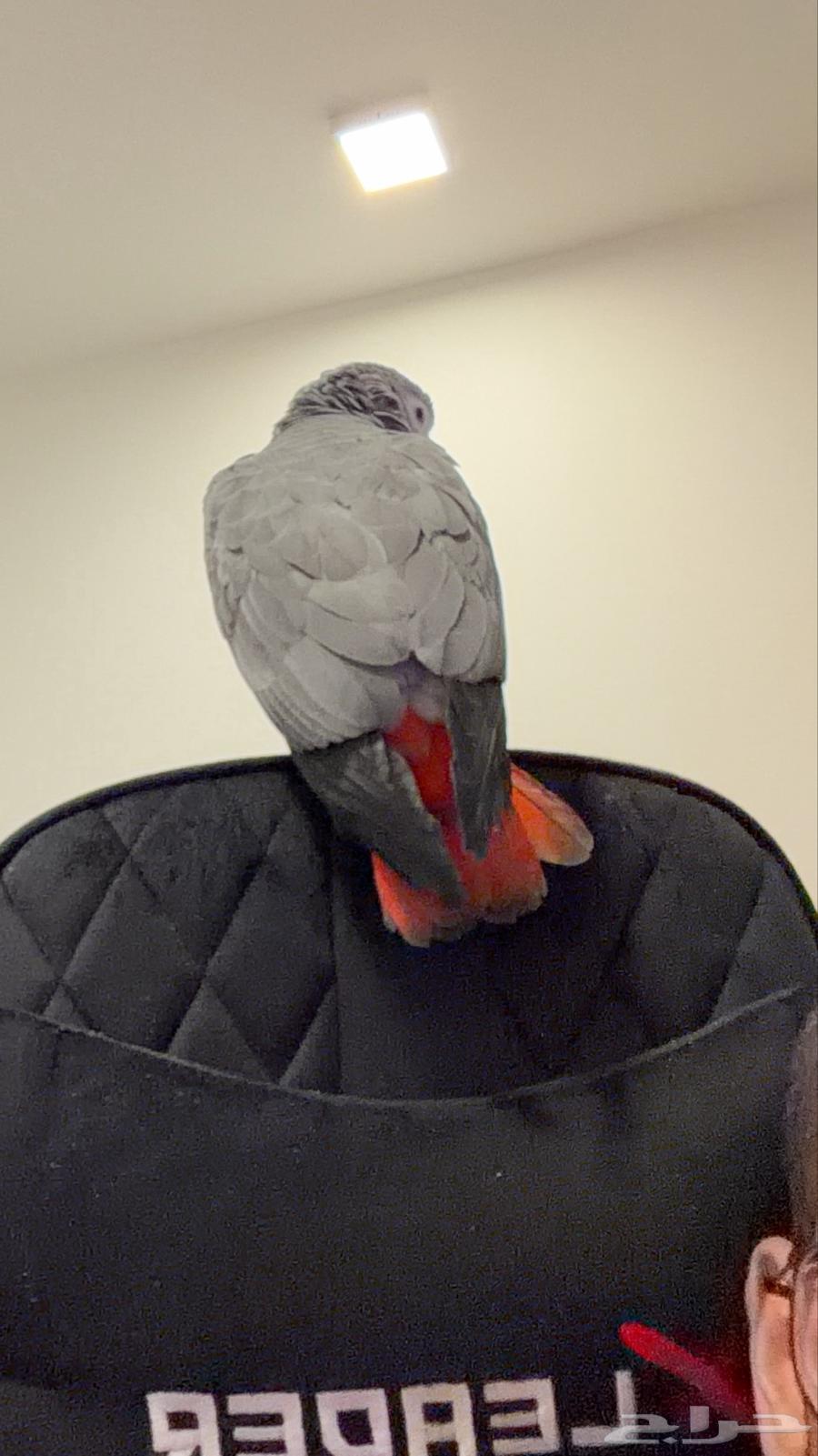 ببغاء كاسكو للبيع على السوم64565255912963111