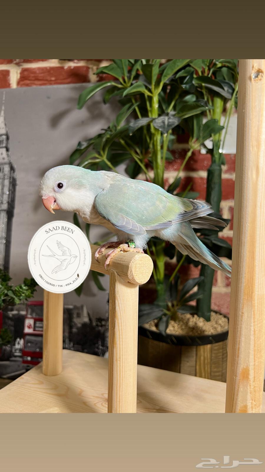 ببغاء كويكر هدد64564462513921110