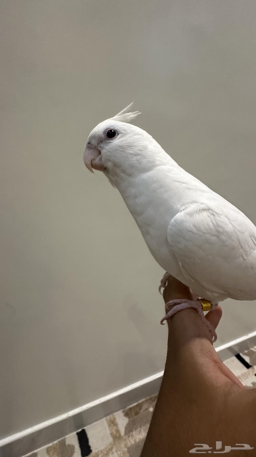 كروان هدد خارجي وداخلي متكلم ومفطوم للبيع64562852665986111