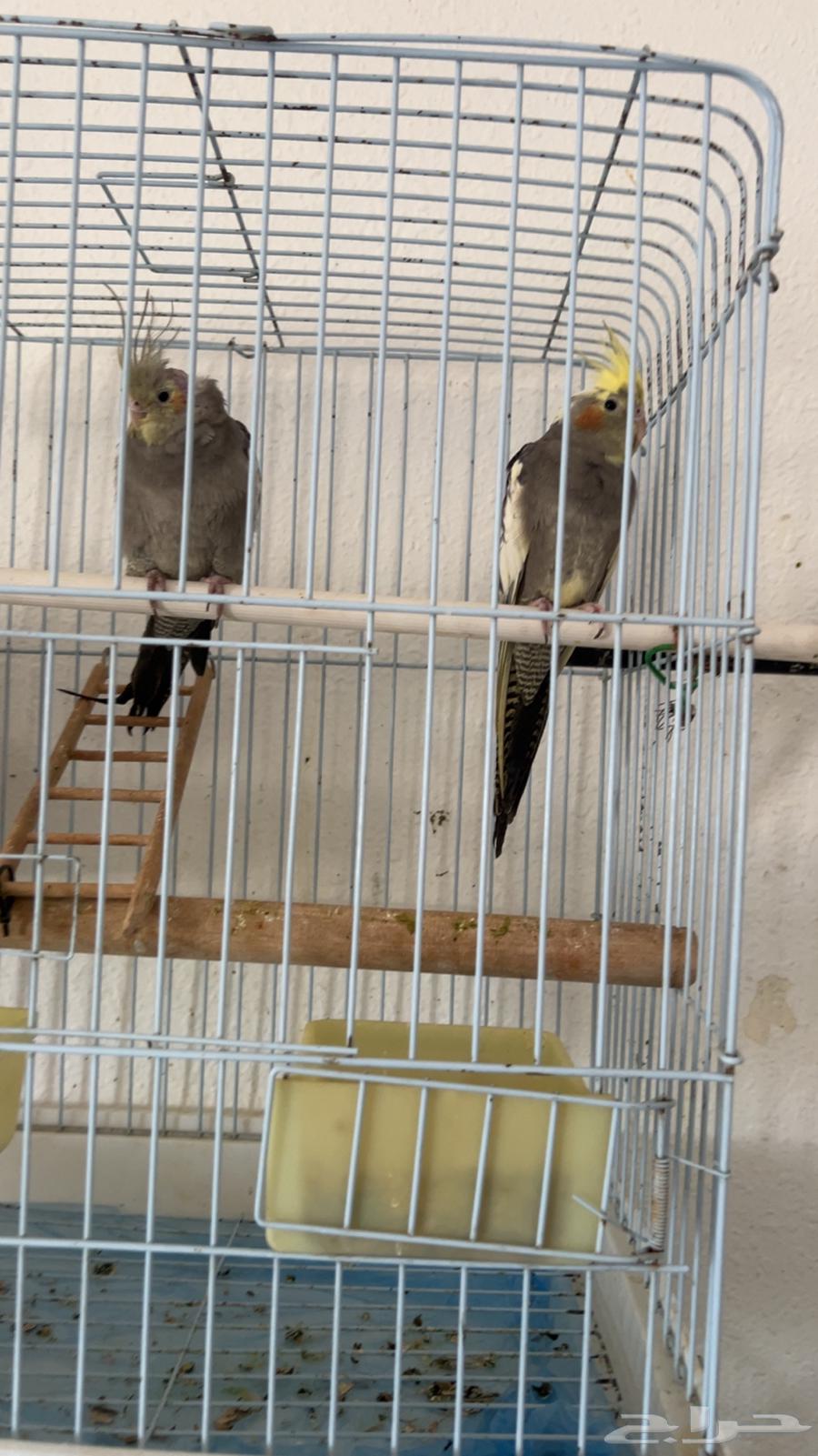 زوج كروان العمر 4 شهور64567794972547110