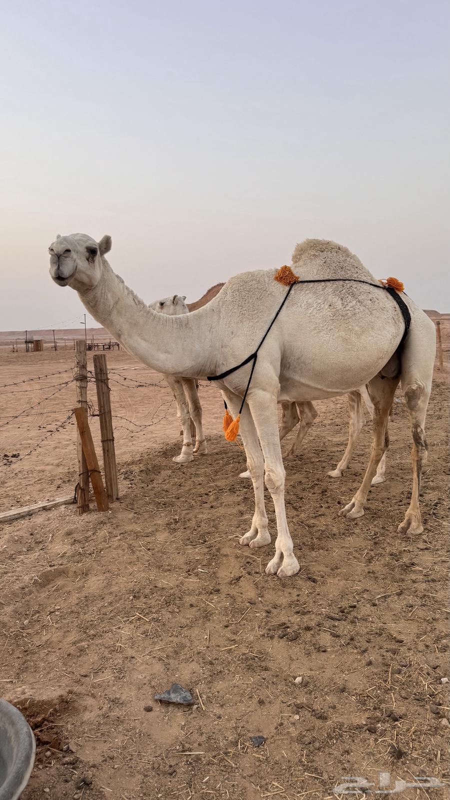 ناقة واضحةاعشر تحتها قعود للبيع السوم وصل 20 00064570012362497112