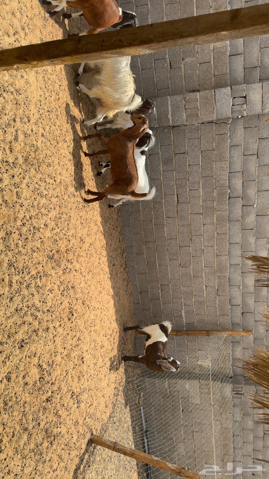 معزى اشباب دفيع فحص سونار64570503869187114