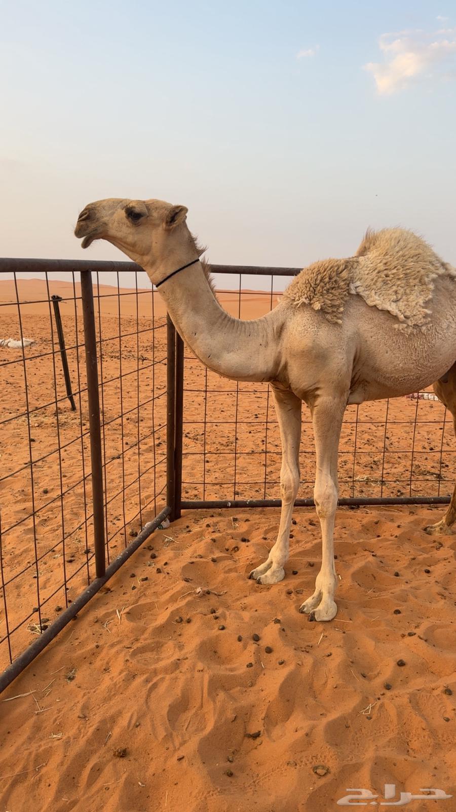 للبيع قعود رماني فحل64564351498114111