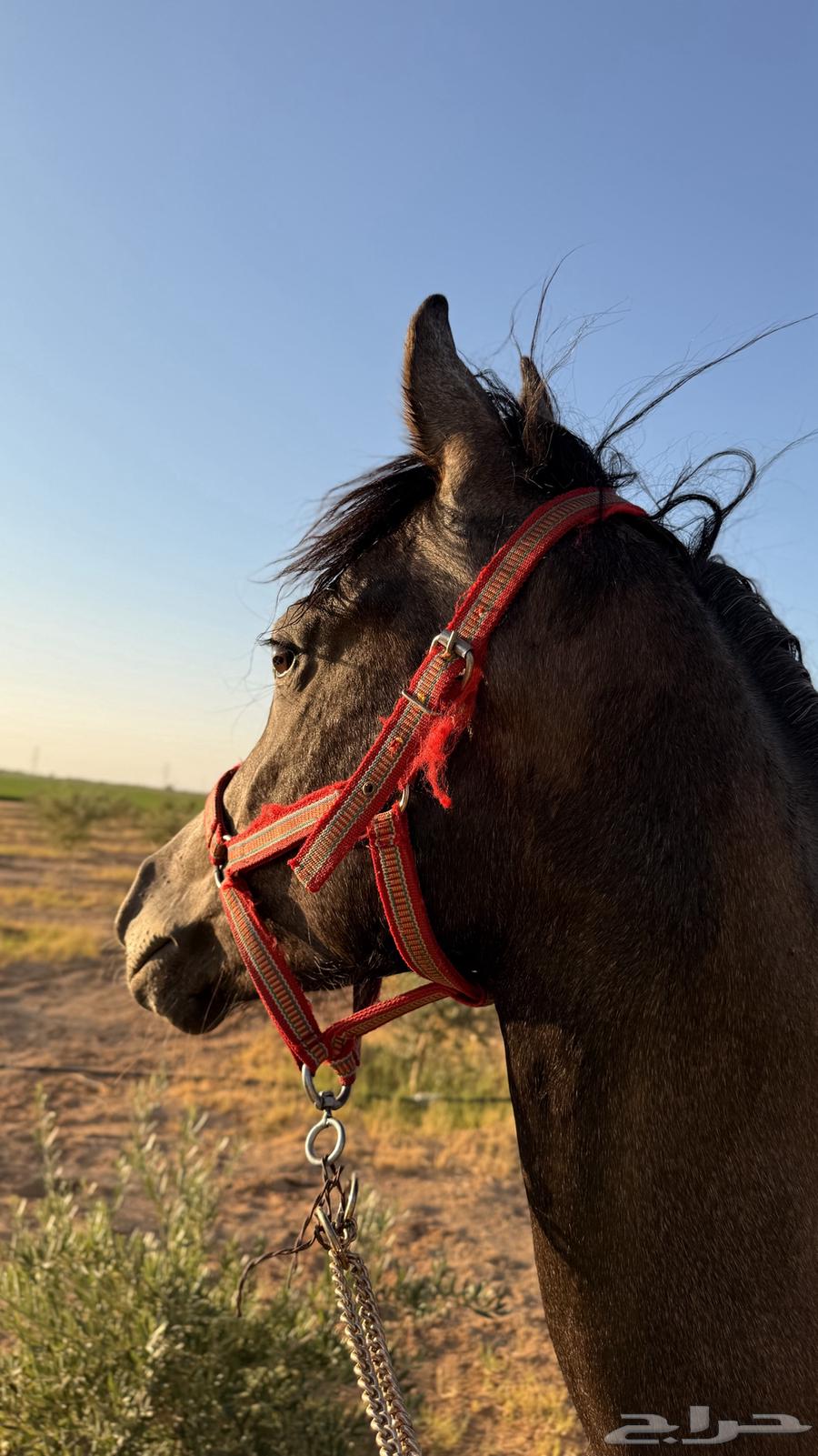 مهره عربيه شعبيه64566465080321110