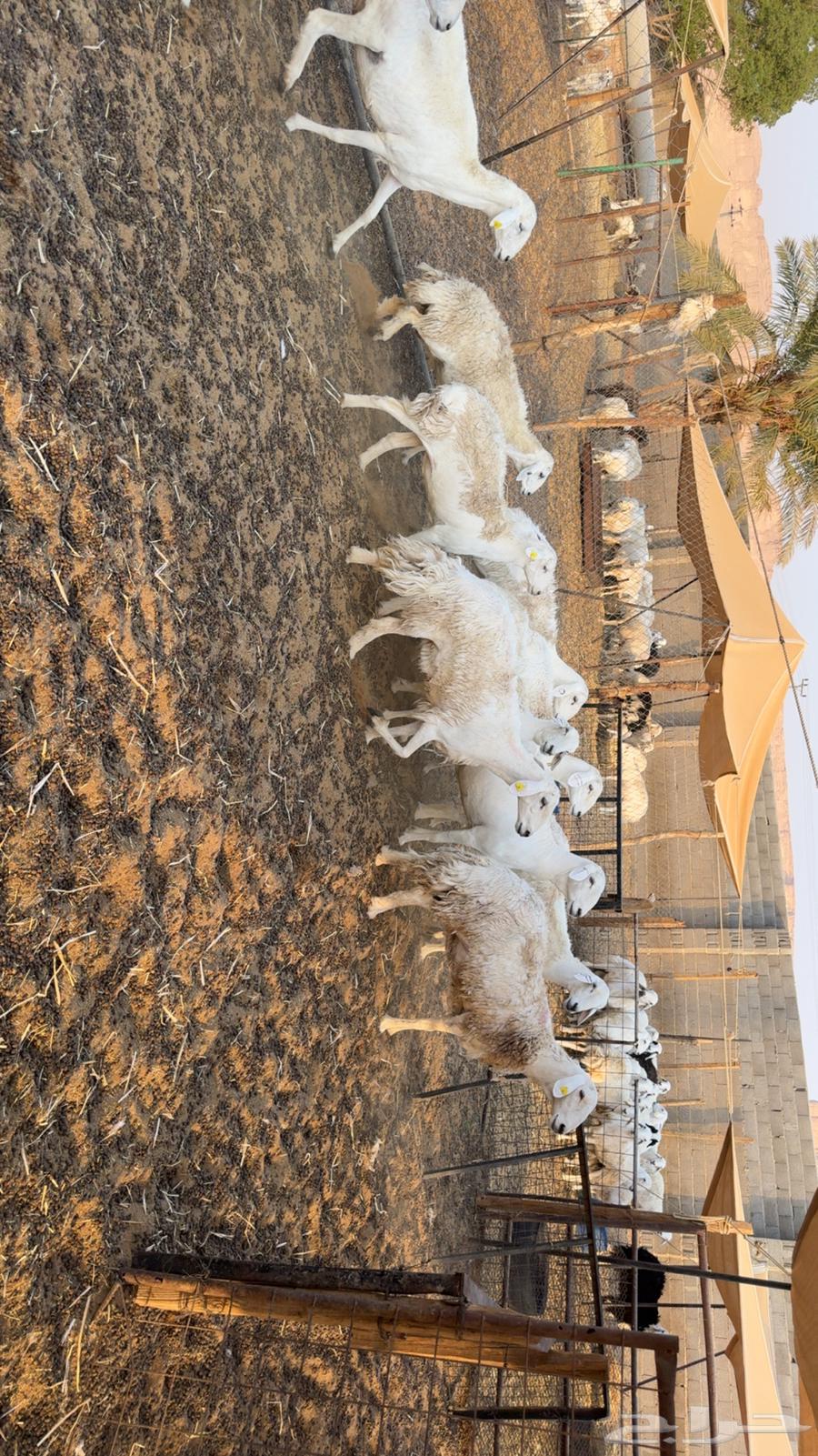 Fat-tailed and polled sheep64569726403585114