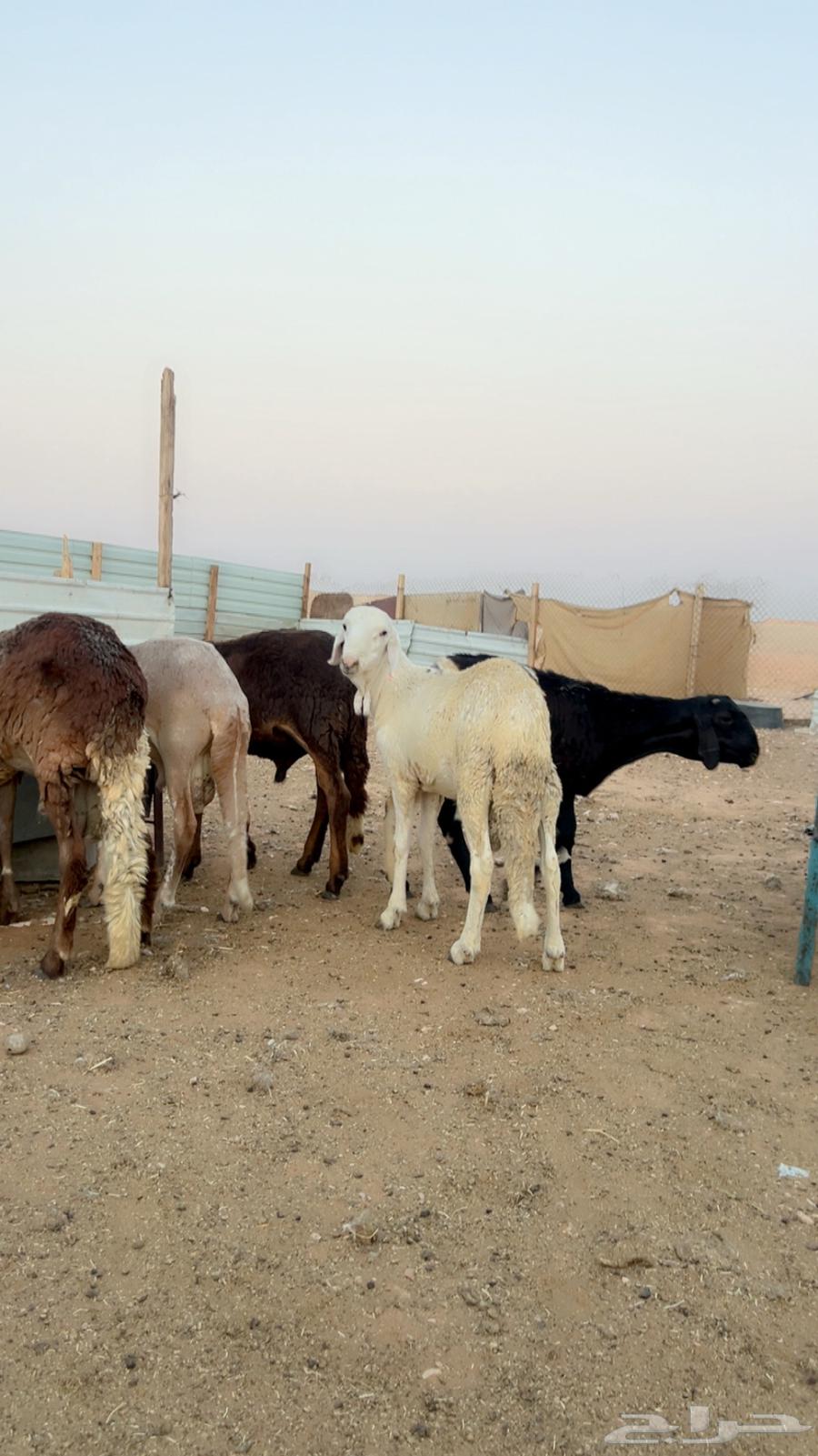 سواكني مرابي شرط لحمه وجوده64569124490625112