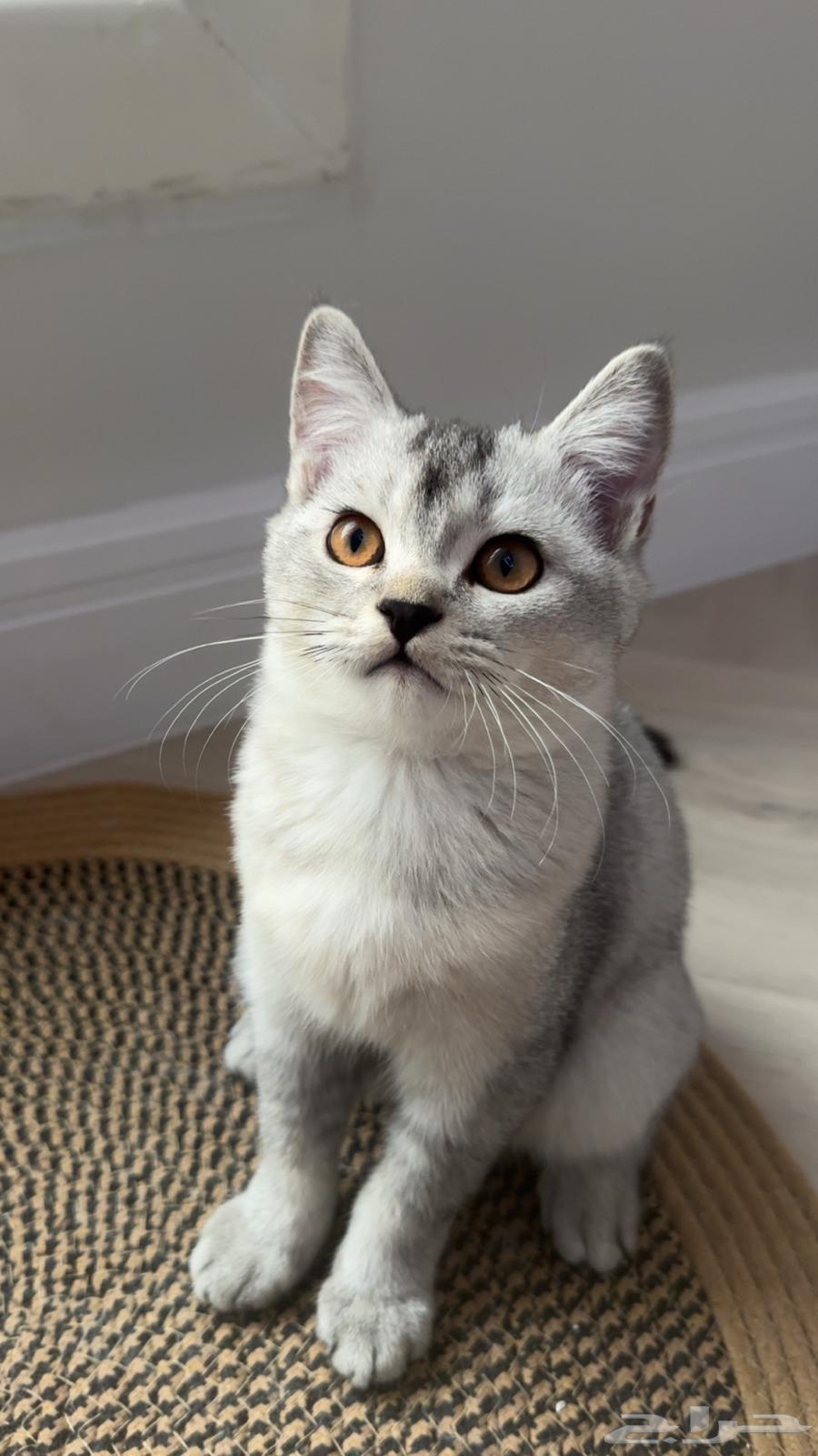 قطط سكوتش فاخرة للبيع64566769534339113