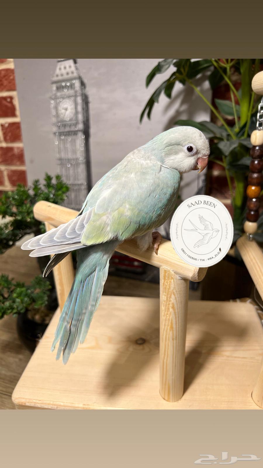 ببغاء كويكر هدد64564462513921112