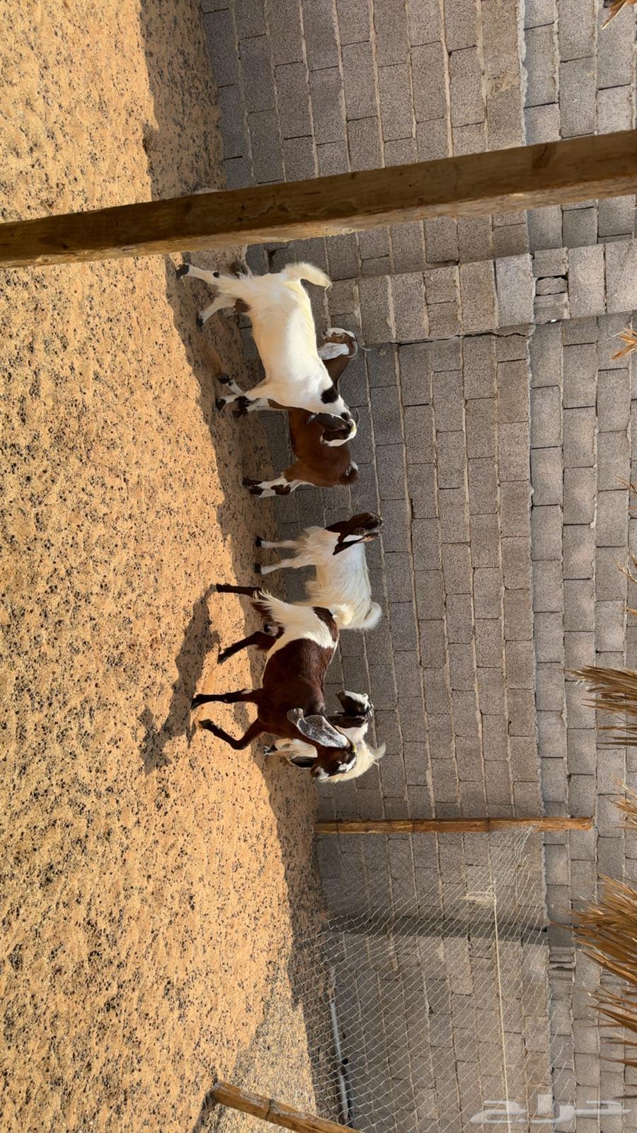 معزى اشباب دفيع فحص سونار64570503869187111