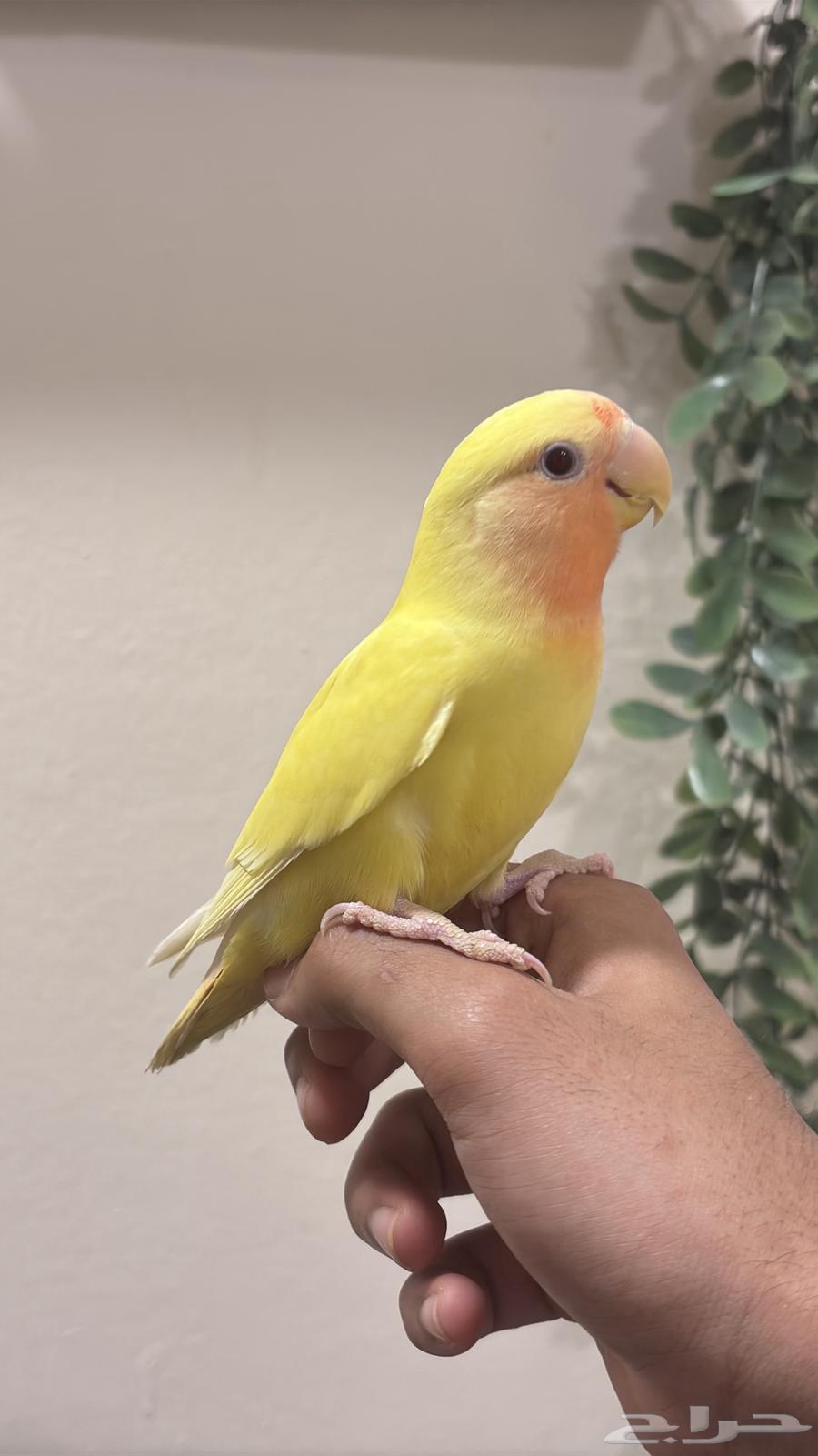 (Sold) Rose Red Face Alif threatened a similar tweet64563480498178111