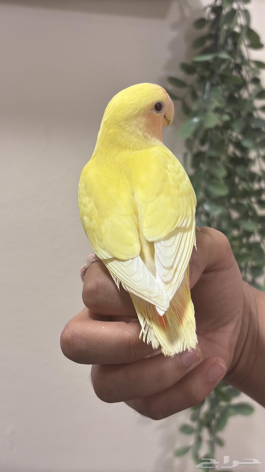 (Sold) Rose Red Face Alif threatened a similar tweet64563480498178112