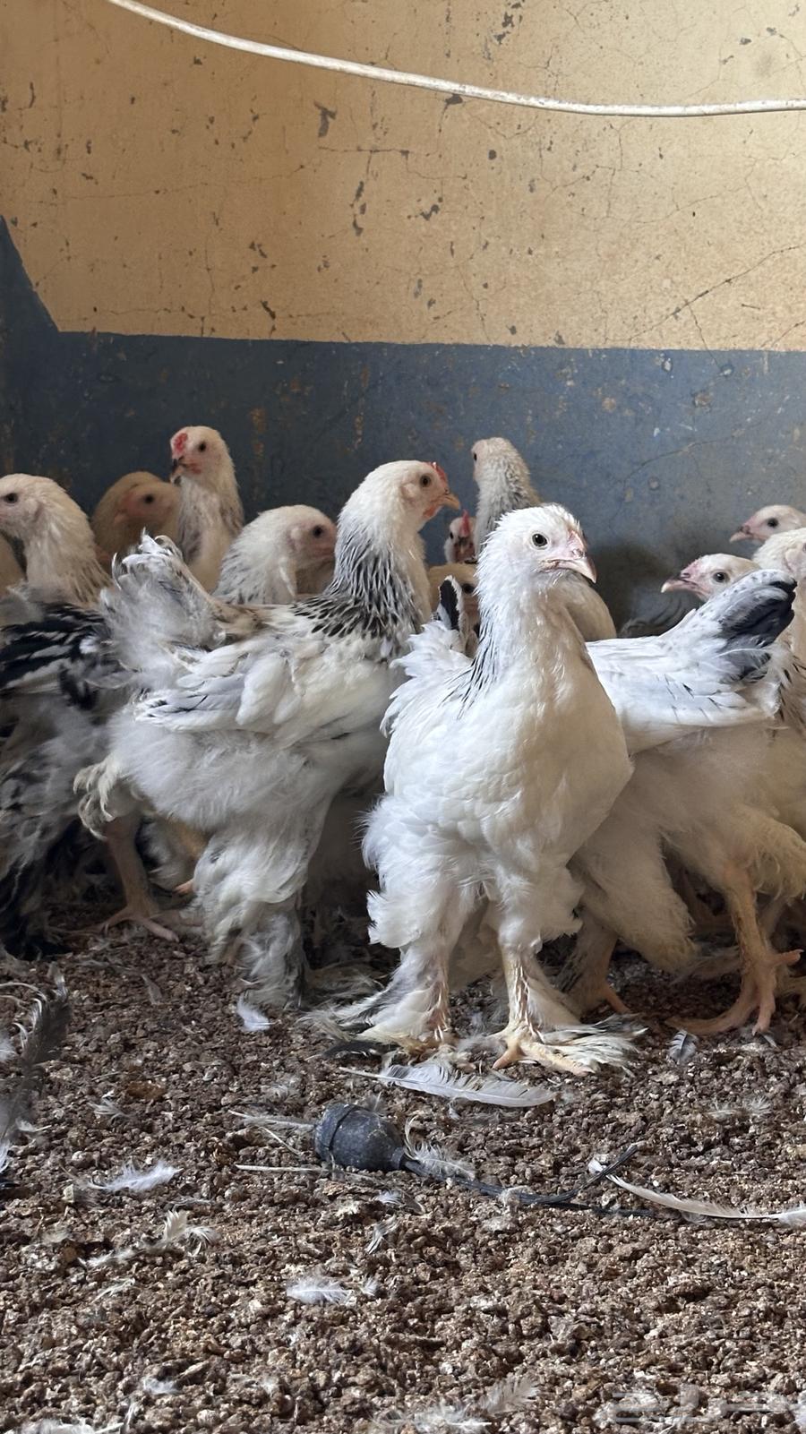 للبيع صوص براهما كولمبي64564824582659111