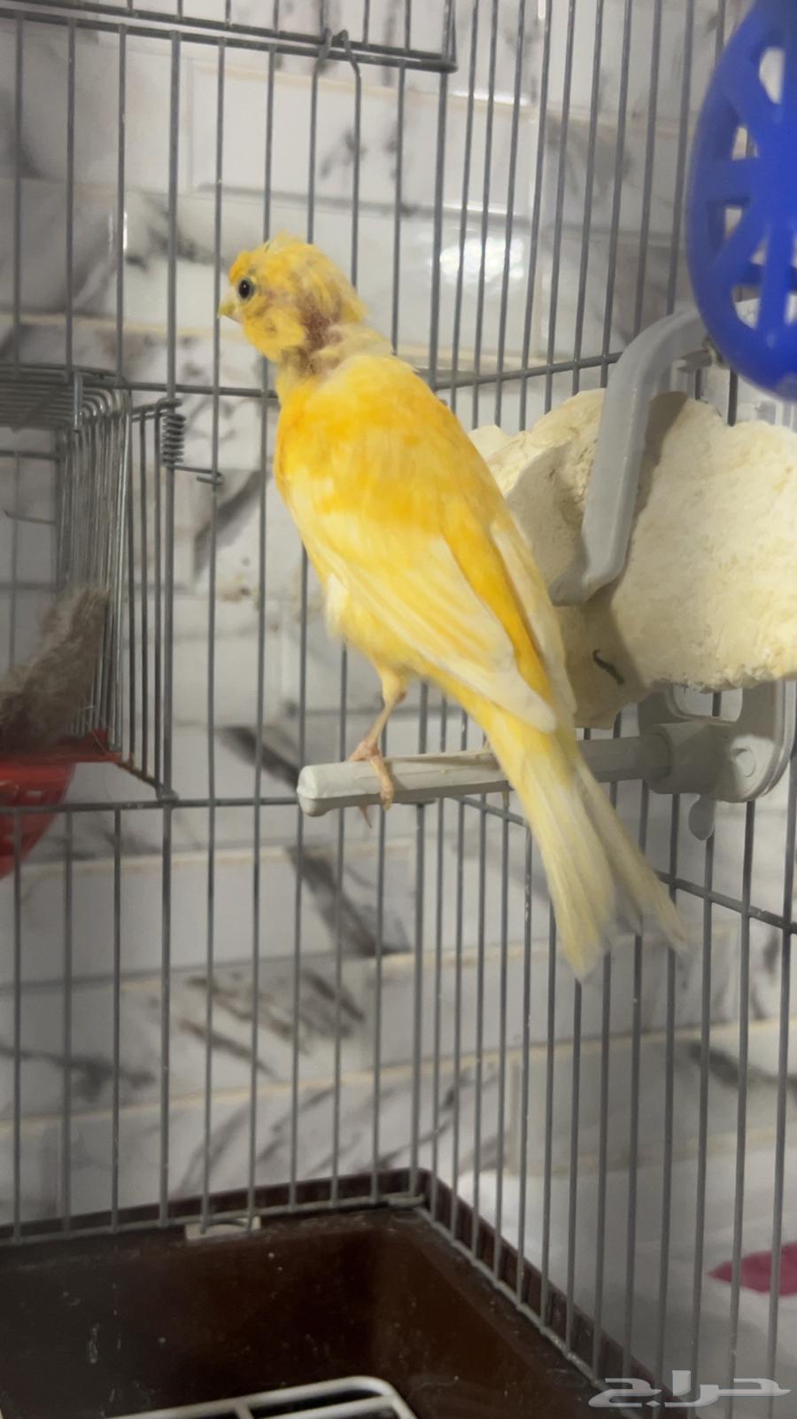للبيع انثى كناري سوري منتجه الي توقف عليه سومه نصيبه64563577888257110