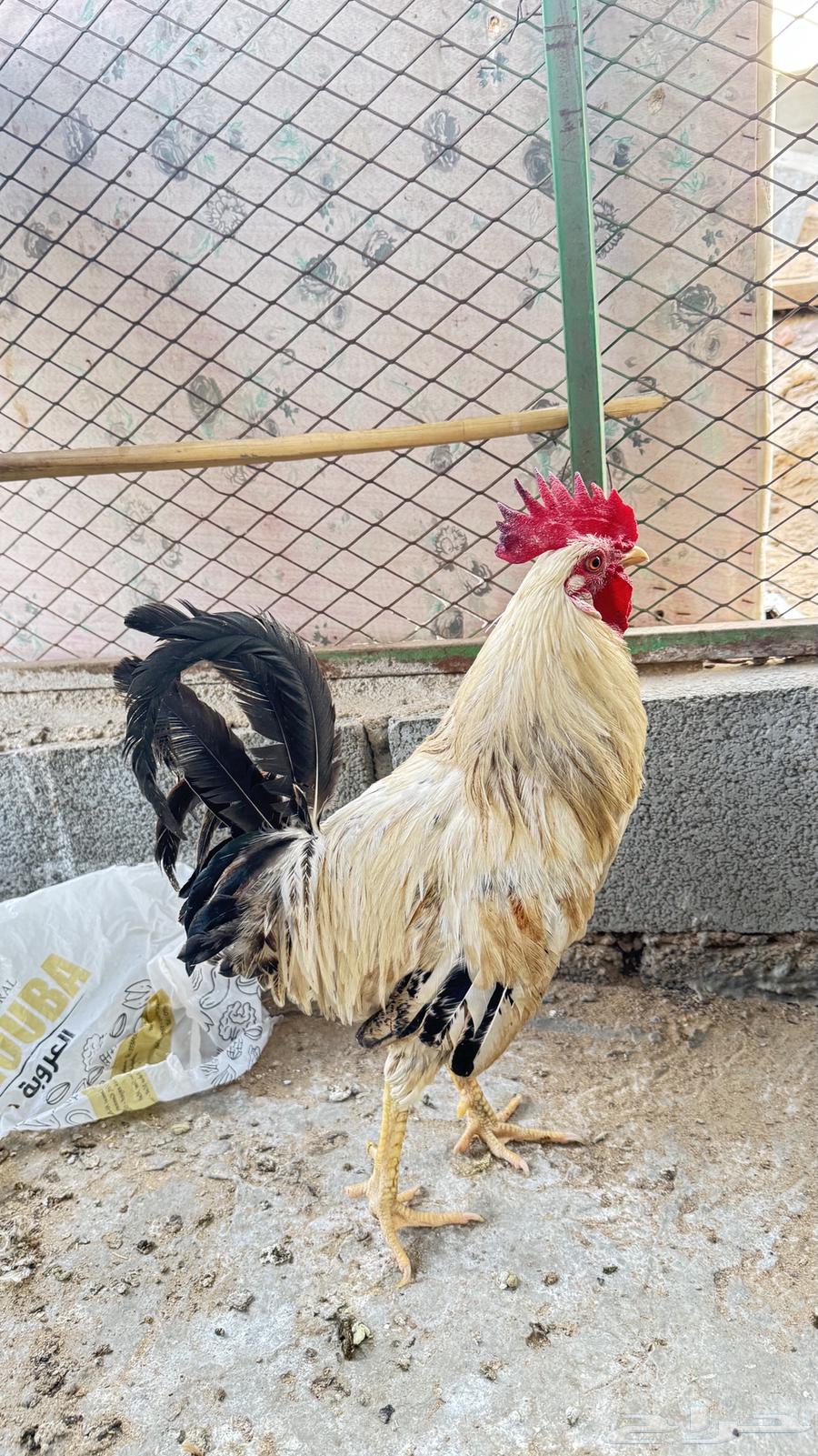 دجاج بلدي64564129589123112