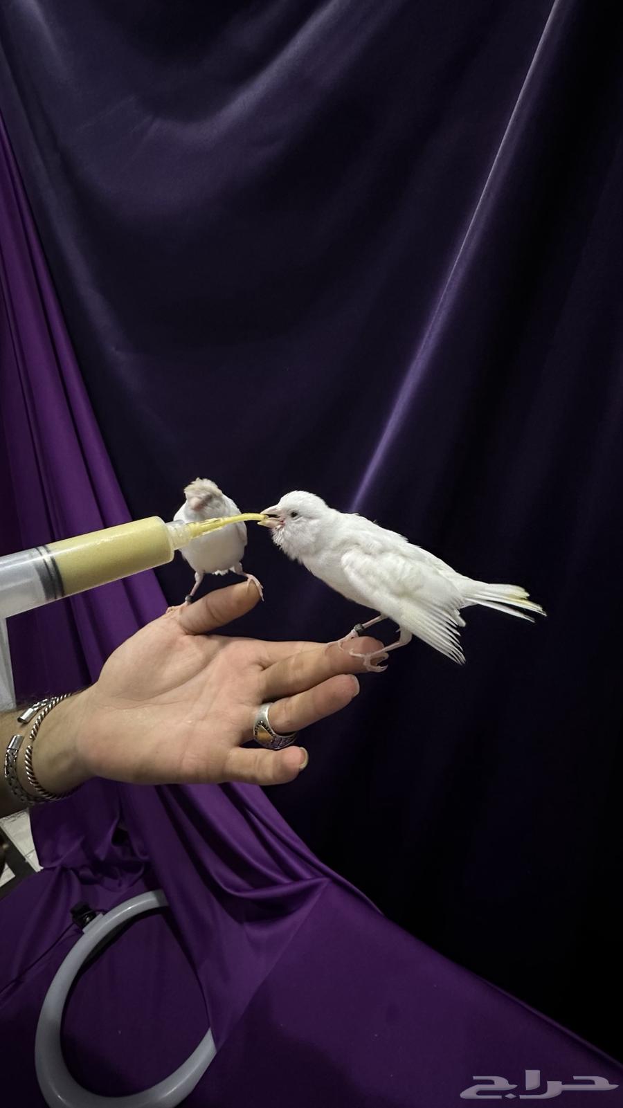 كناري غر مفتل باريسي ملفوف64568879682177114