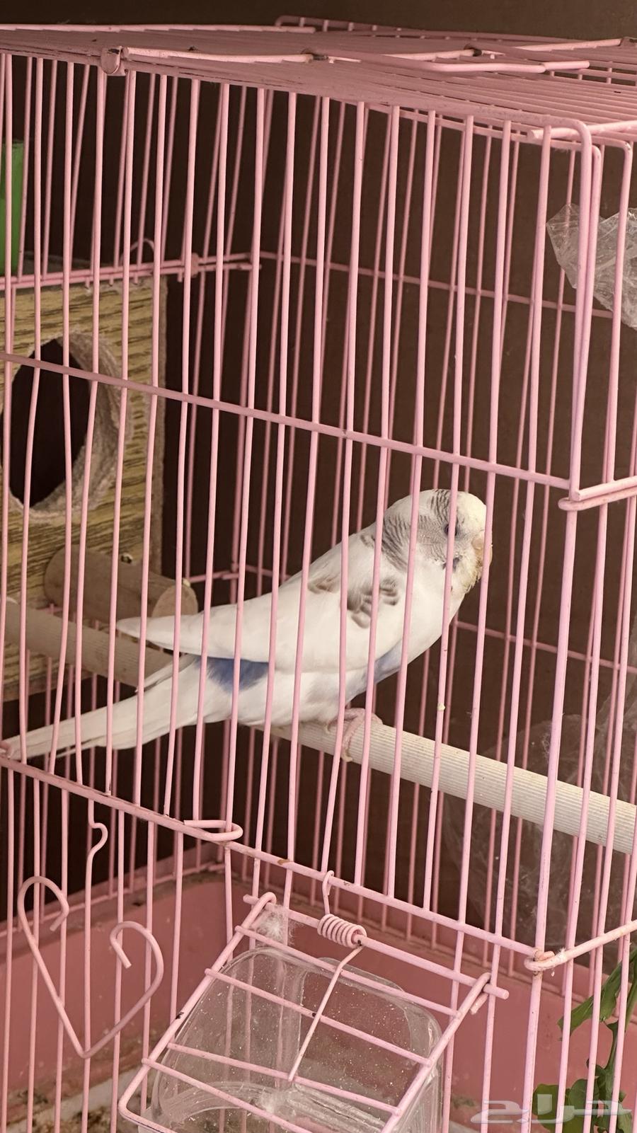 للبيع باجي مع فروخ64567295556994110