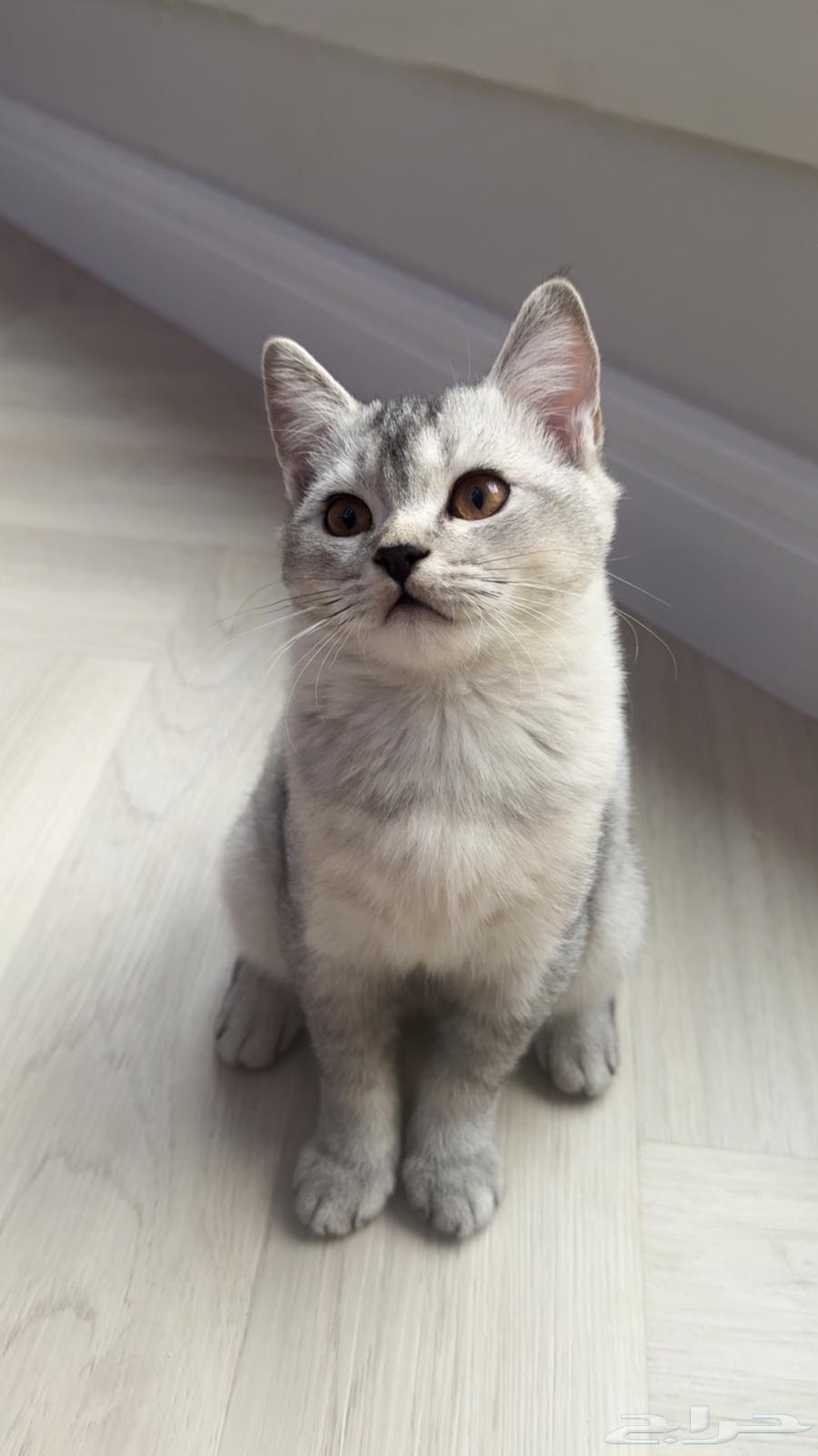 قطط سكوتش فاخرة للبيع64566769534339114