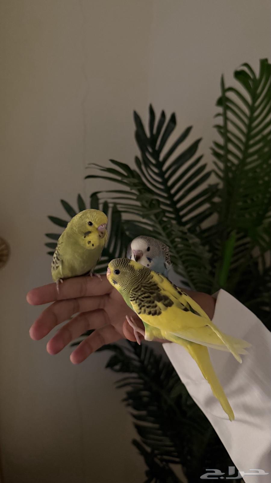 طيور بادجي و روز ( اليفه )64563785150721111