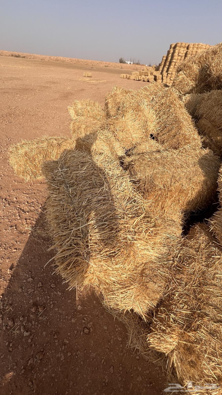 تبن قمح (بر) جديد شد فاخر64565939635073112